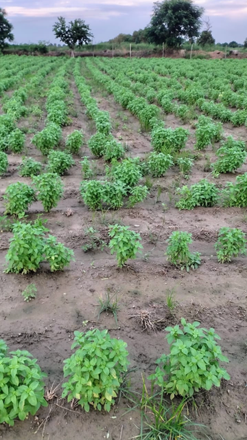 Fresh Lemon Basil Color Natural green Cultivation Type Farm grown Condition Fresh leaves and plants Aroma Fresh basil fragrance with lemon note - Image 3